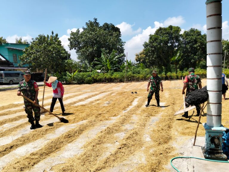 Menjaga Kualitas Hasil Panen, Babinsa Bantu Petani Jemur Padi