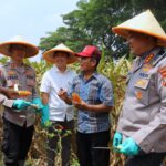 Dukung Swasembada Pangan Nasional Polresta Malang Kota Targetkan Lahan 26,35 Hektar untuk Kuartal IV IMG-20250929-WA0010