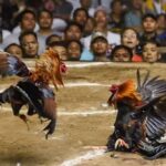 Perjudian 303 Di Banyuwangi Diduga Mulai Beroperasi, Masyarakat Berharap APH Bertindak Tegas IMG-20251208-WA0020